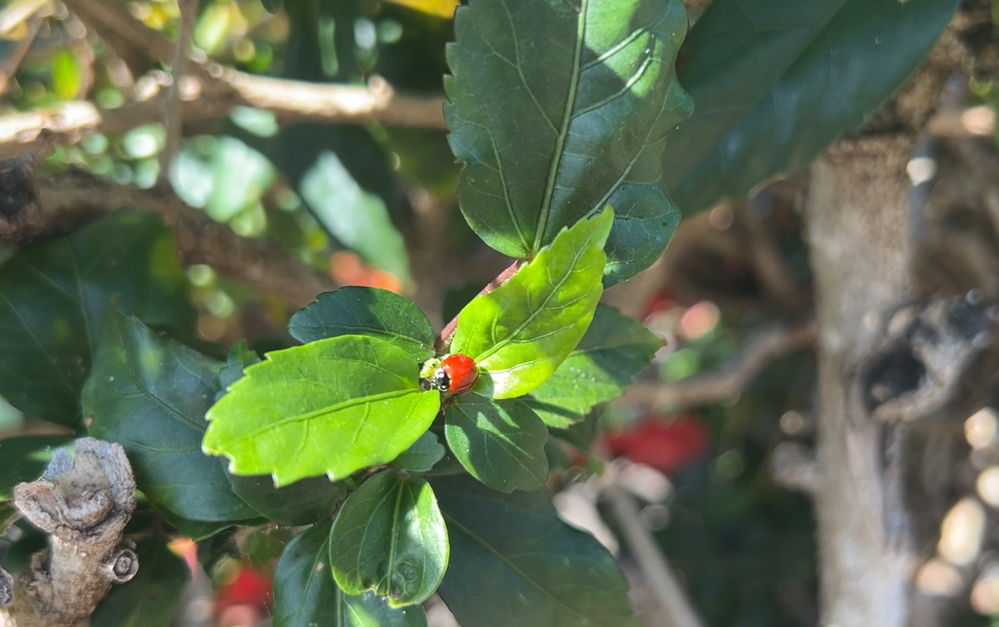 Of The Lady Beetles